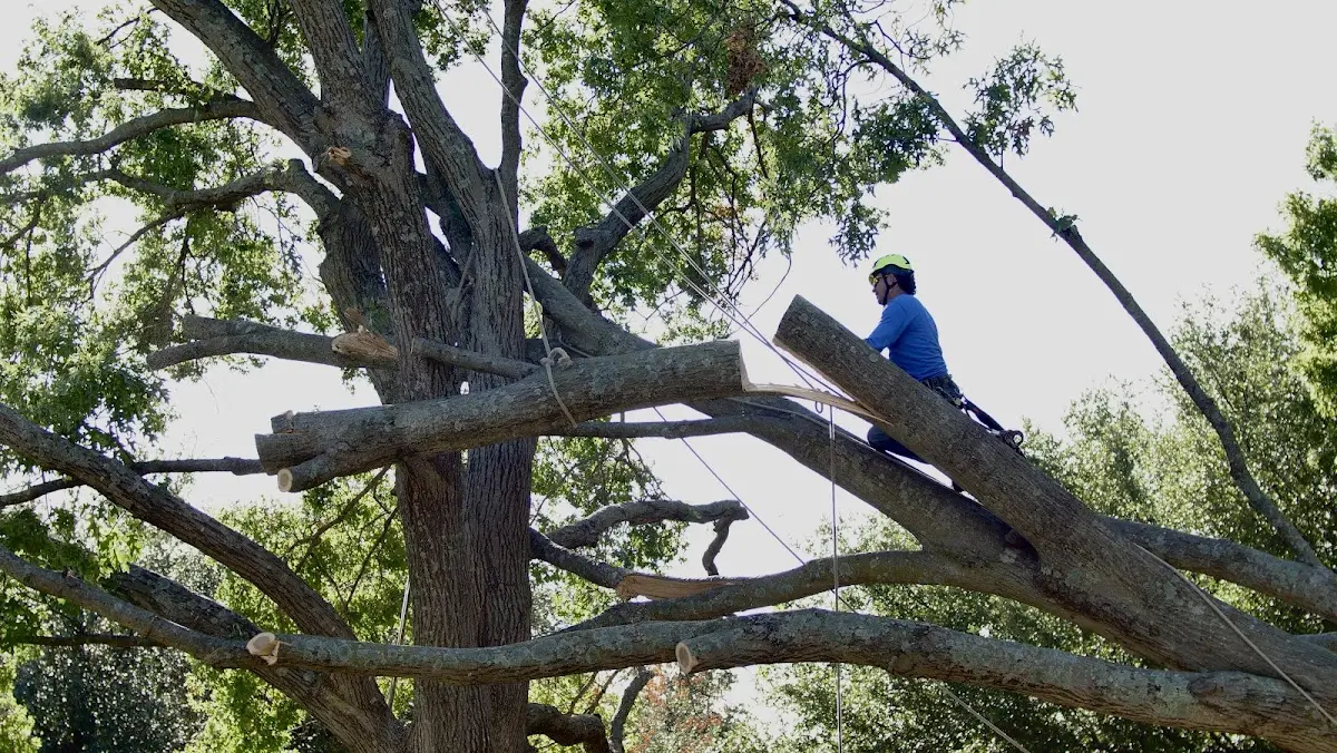 Professional Hazardous Tree Removal performed by certified arborists in Cougar